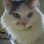 cats0001