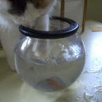 cats0002