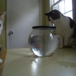 cats0003